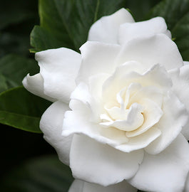 l11103-r_heart_note_image_20900.jpg