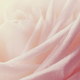 lalique-fragrance-note-rose-petals.jpg